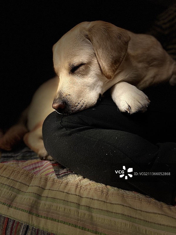 拉布拉多寻回犬在床上睡觉的特写图片素材