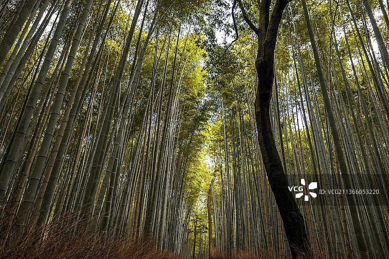 岚山竹林仰视视角图片素材