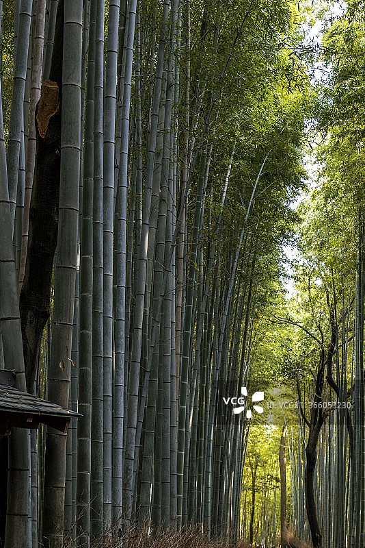 岚山竹林景观图片素材