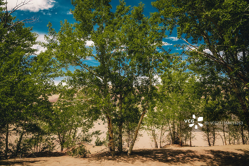 美国科罗拉多州阿拉莫萨的桦树图片素材