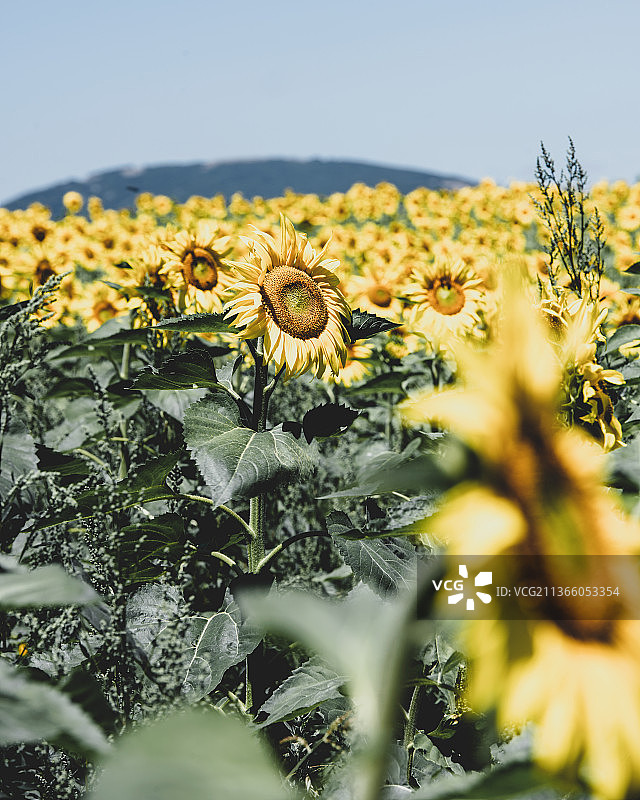 花卉系列：土耳其萨姆松田野中黄色开花植物的特写图片素材