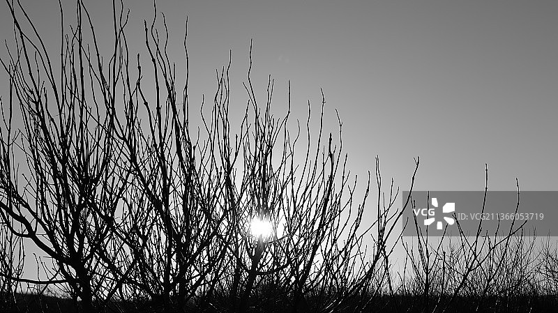 树后的阳光，田野上植物剪影的低角度视图图片素材