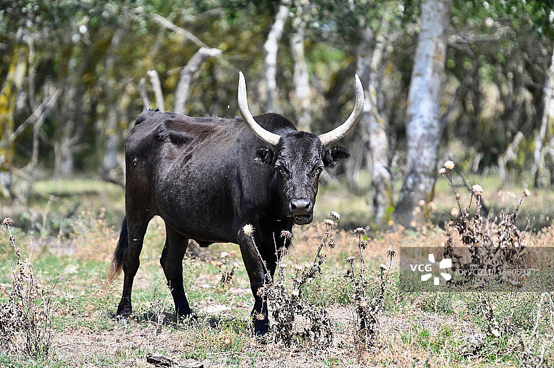 黑色卡马格公牛，水牛站在田野上的肖像，法国图片素材