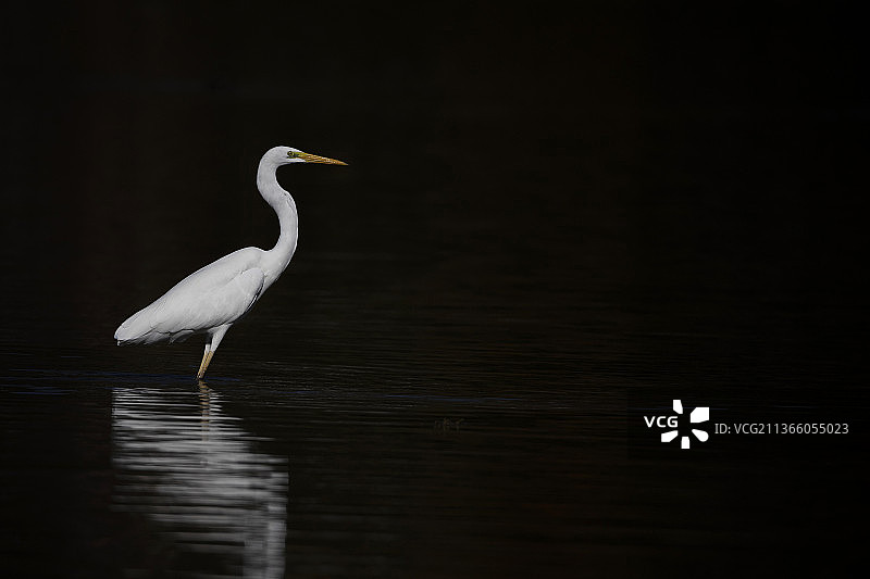 湖中站立的大白鹭侧面图片素材
