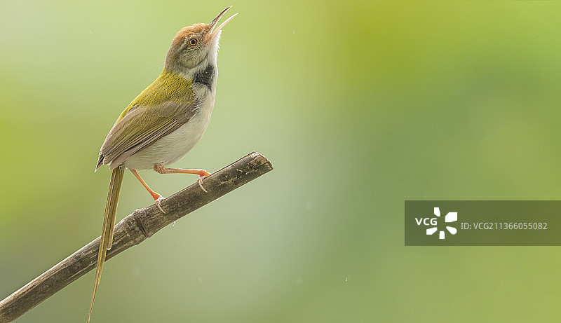 缝叶莺特写，栖息在树枝上，印度马哈拉施特拉邦浦那图片素材