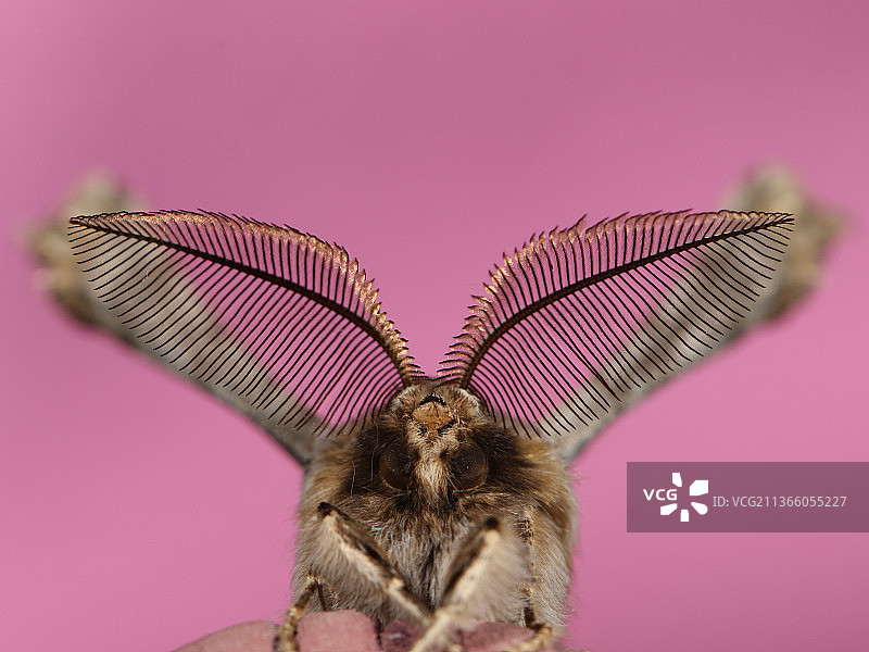 扇翅钩蛾：粉色背景上的雄性扇翅钩蛾特写，以色列图片素材