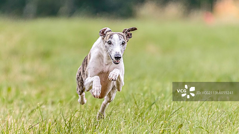 惠比特犬在爱沙尼亚的诱捕赛场上奔跑图片素材