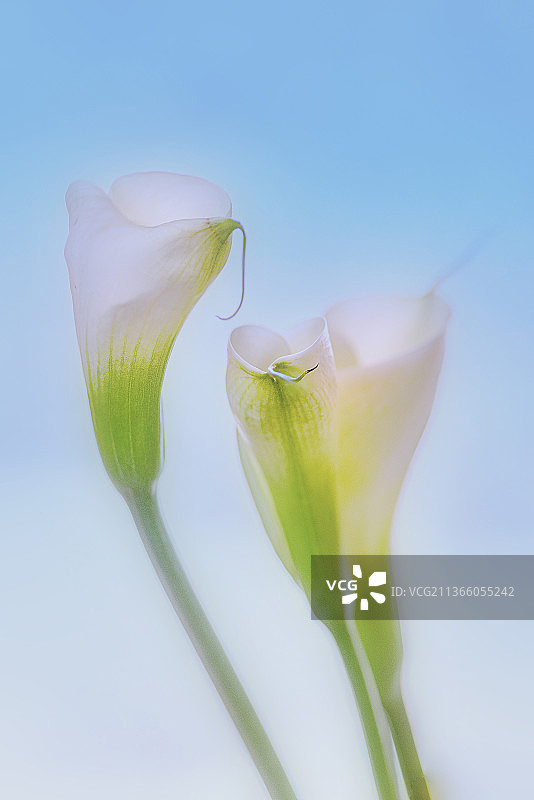 蓝天下白色花朵特写图片素材