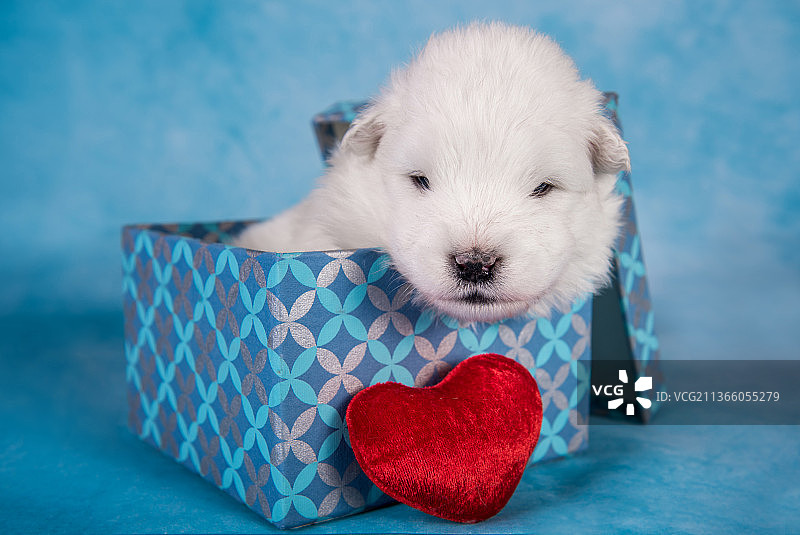 礼品盒中的白色蓬松小萨摩耶幼犬图片素材