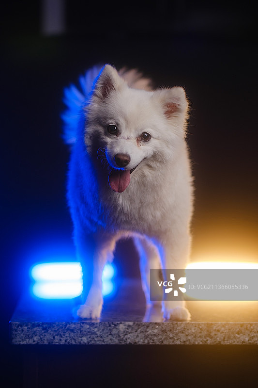 夜间灯光照亮的街道上的美国爱斯基摩犬特写图片素材