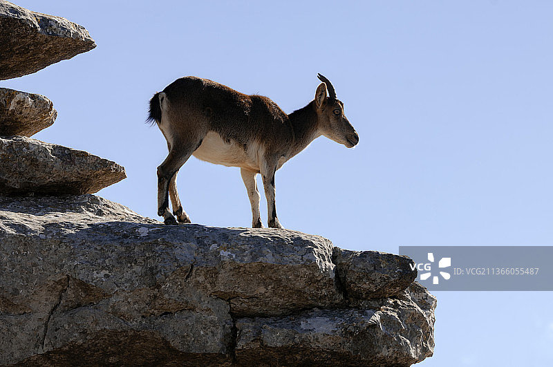 仰视：西班牙，羚羊站在岩石上图片素材