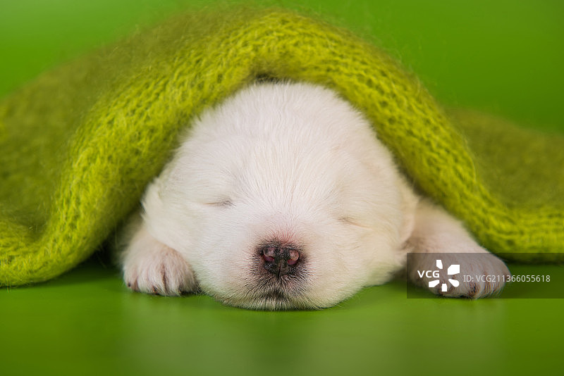 绿色背景上的白色小萨摩耶幼犬图片素材
