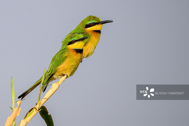 小蜂虎，栖息在树枝上的蜜蜂特写，博茨瓦纳图片素材