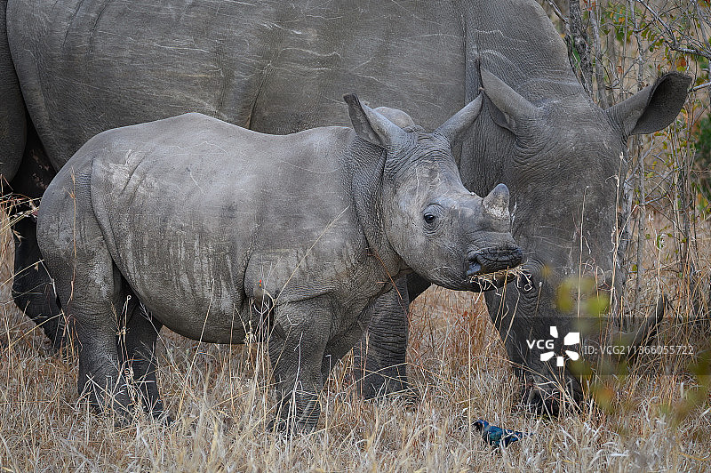 犀牛宝宝，站在南非萨比沙禁猎区田野上的白犀牛侧视图图片素材