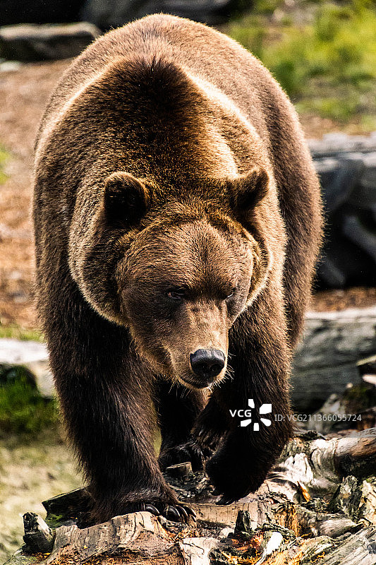 棕色欧亚棕色灰熊特写肖像，爱尔兰野生动物园图片素材