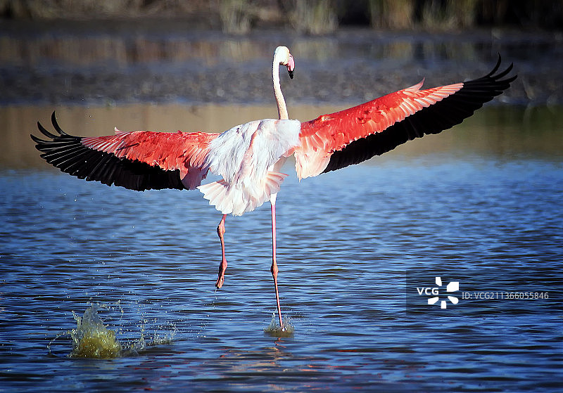法国卡马格湖面上飞翔的火烈鸟特写图片素材