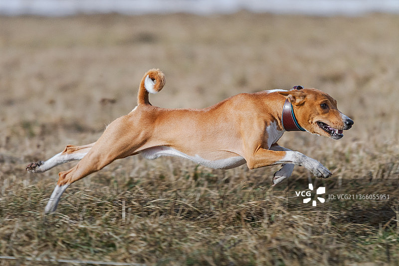 巴辛吉犬在赛狗比赛中跃起，爱沙尼亚图片素材