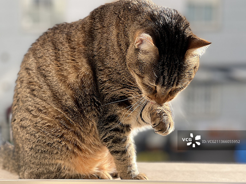 猫咪清洁身体特写，户外小憩，西班牙欧洲之路图片素材