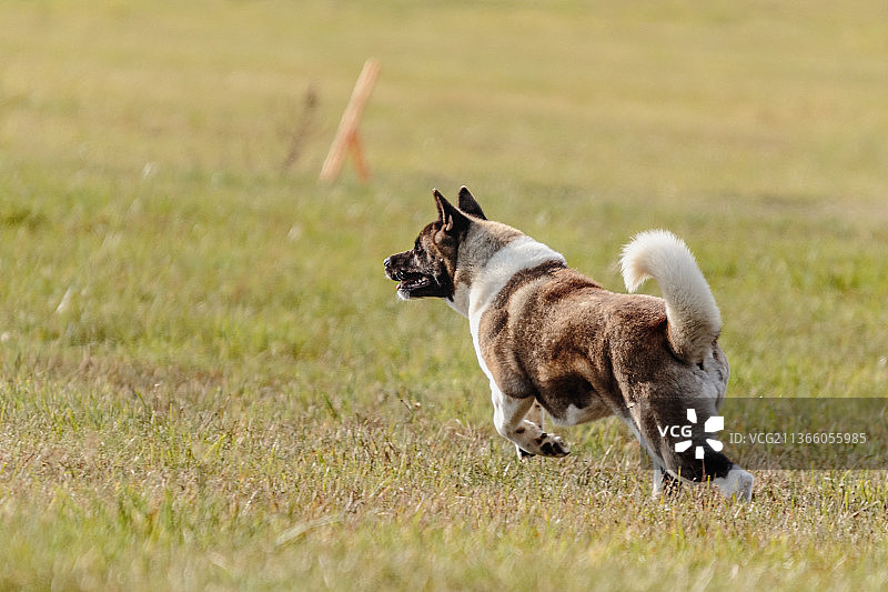 狗狗在引诱赛跑比赛的田野中奔跑，爱沙尼亚图片素材