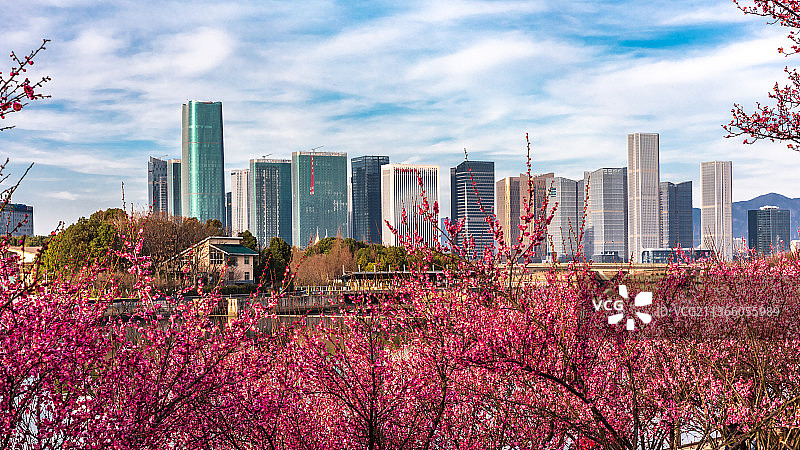 义乌江滨公园梅花盛开季城市风光图片素材