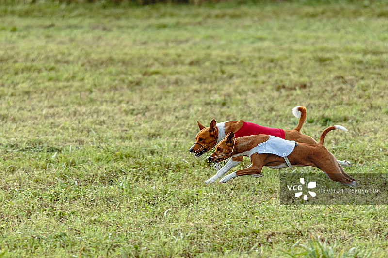巴仙吉犬在爱沙尼亚的赛道上穿着红白夹克奔跑图片素材
