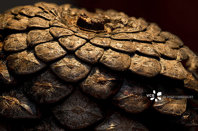 黑色背景下的蘑菇特写图片素材