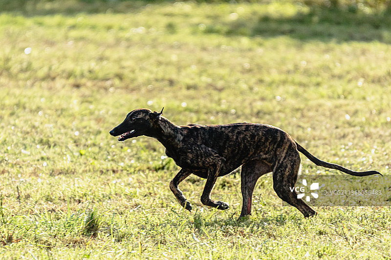 在田野上奔跑追逐猎物的格力犬，爱沙尼亚图片素材