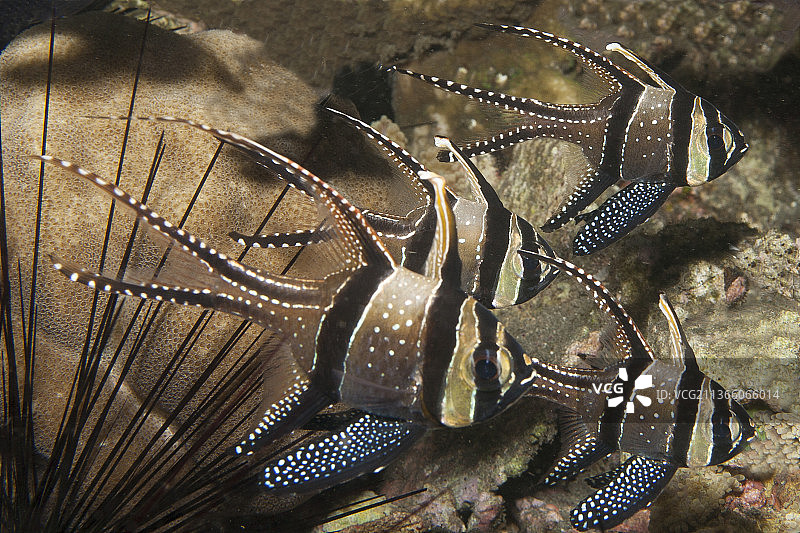 巴加岛 cardinalfish 学校图片素材