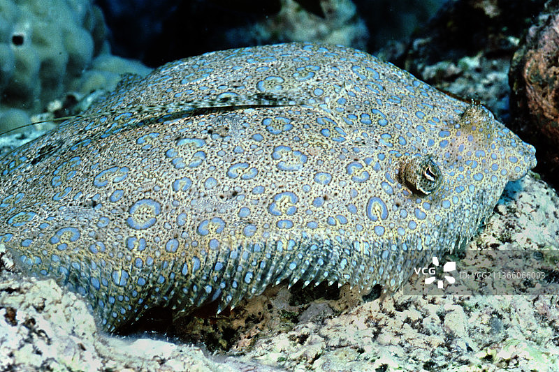 眼斑星鲽特写图片素材