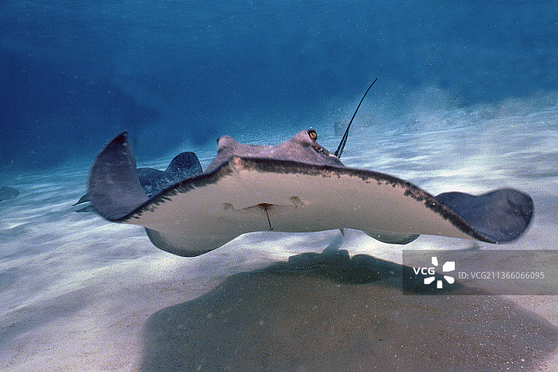 南方黄貂鱼图片素材