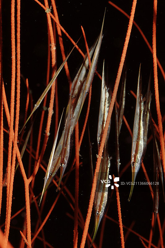 硬须鱼群藏在鞭珊瑚中图片素材