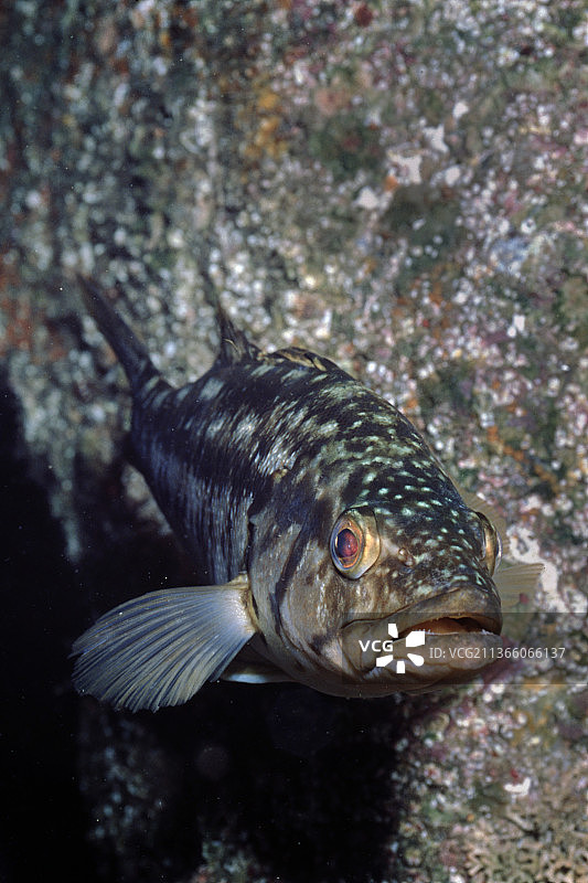 海藻鲈鱼图片素材