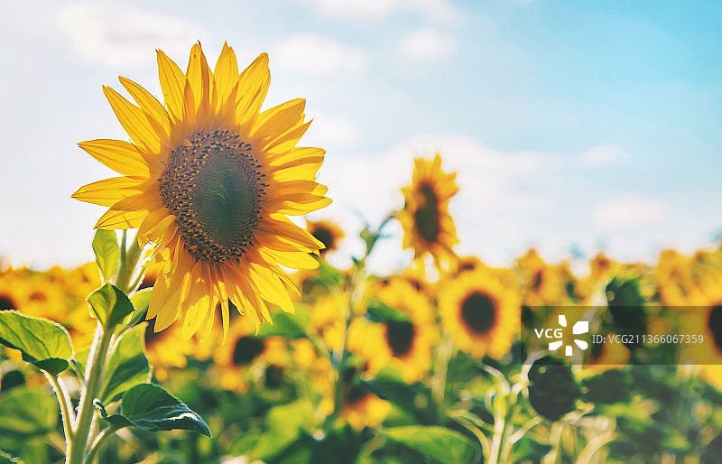 田野中盛开的向日葵特写图片素材