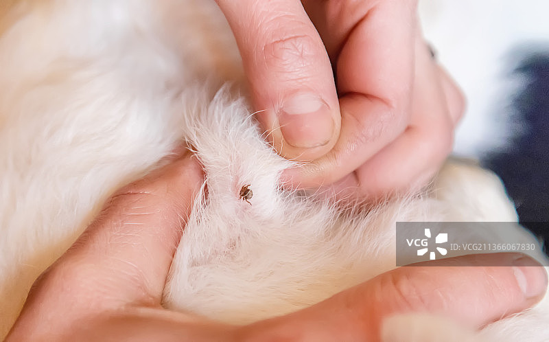 动物皮肤上的蜱虫特写选择性聚焦图片素材