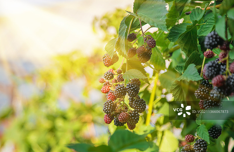 花园灌木丛上的黑莓果实，选择性聚焦图片素材