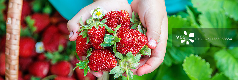 儿童在花园里采摘草莓（选择性聚焦）图片素材