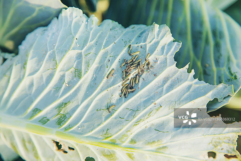 白菜叶上的毛毛虫，选择性焦点图片素材