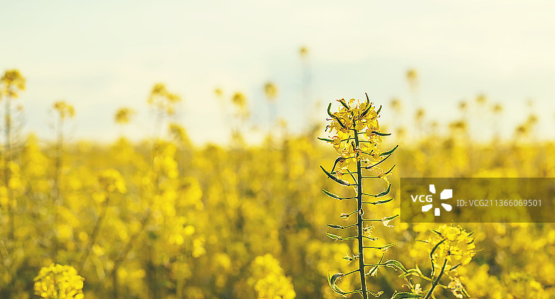 夏季的黄色田野，芥菜花盛开（选择性聚焦）图片素材