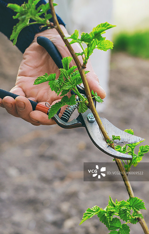 园丁正在修剪花园里的覆盆子灌木图片素材