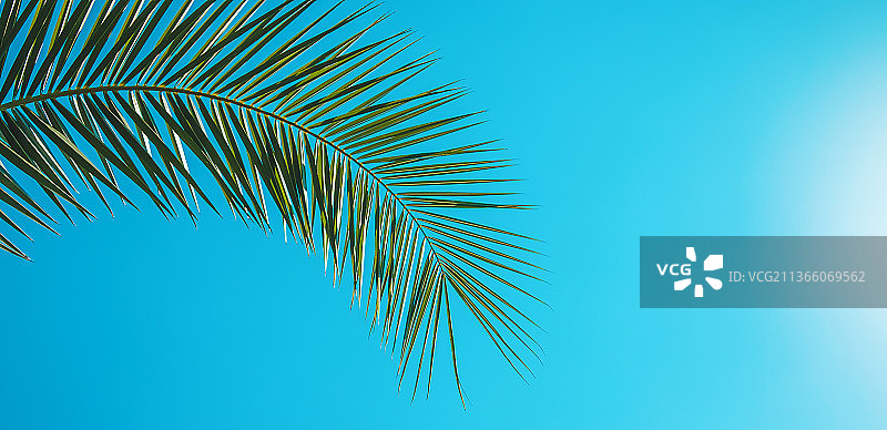 天空背景下的棕榈叶选择性聚焦图片素材