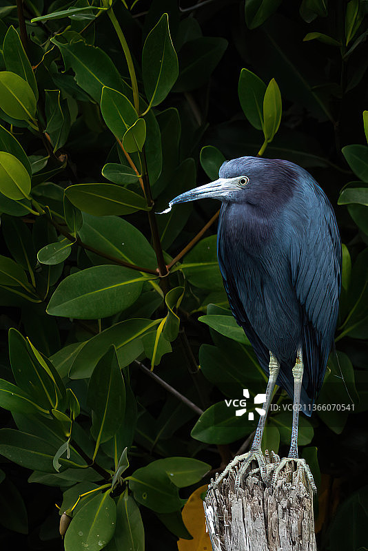 墨西哥，栖息在木桩上的小蓝鹭特写图片素材