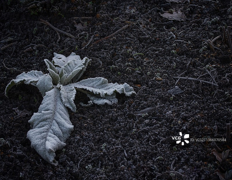 结霜的牡丹花，俯视田野上的枯叶图片素材