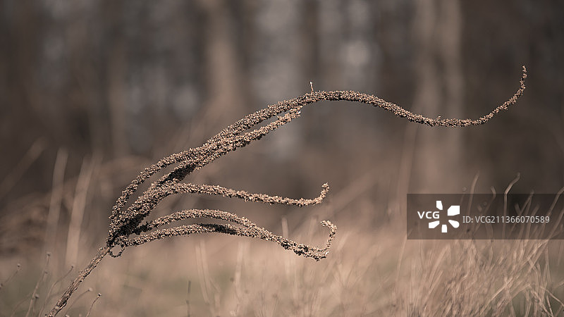 田野植物特写图片素材