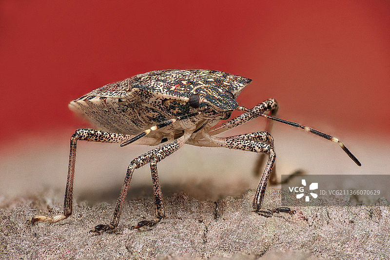 岩石上昆虫的特写图片素材