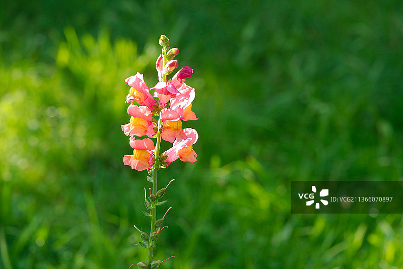 粉色金鱼草特写，德国图片素材