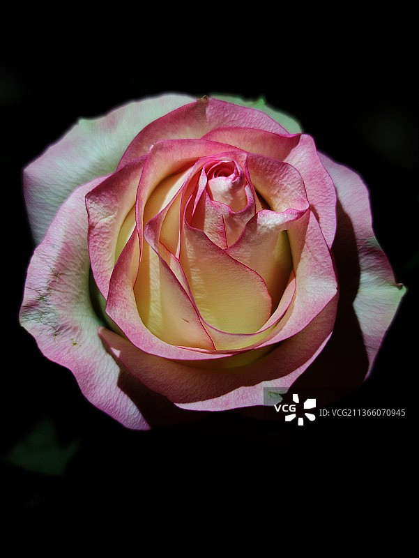 夜晚的玫瑰，黑色背景下的粉红玫瑰特写图片素材