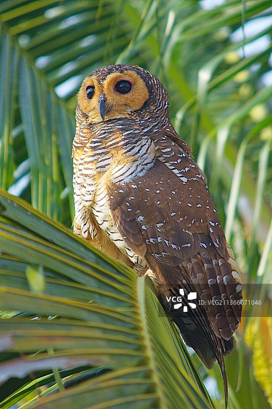 椰子树上的昼行猫头鹰2图片素材
