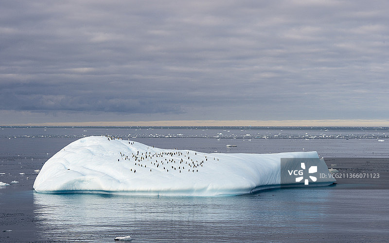 南极洲冰山上的企鹅图片素材