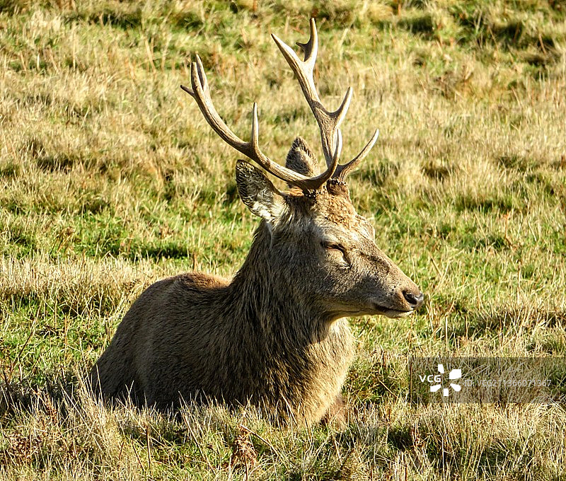 原野中鹿的特写镜头图片素材