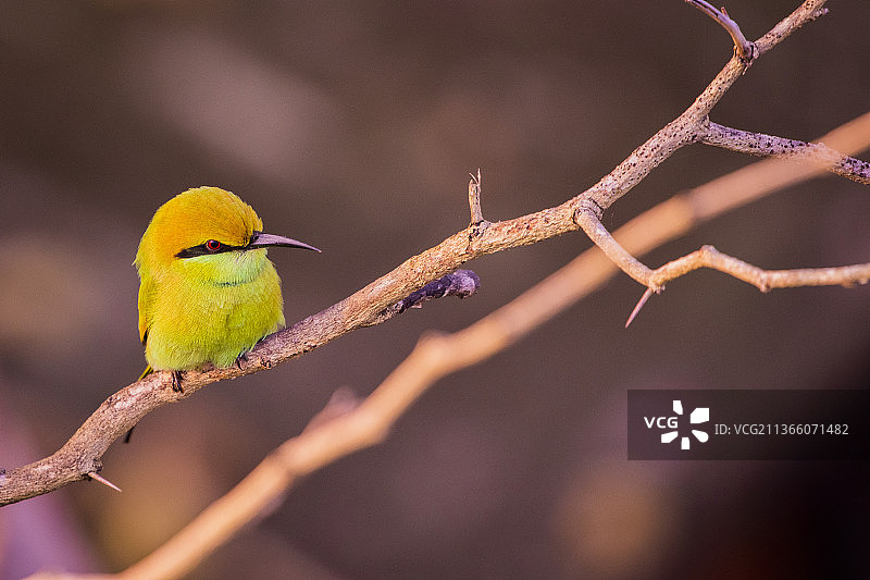 绿喉蜂虎特写，栖息在树枝上，印度西孟加拉邦图片素材